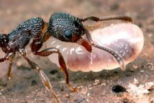 une fourmi qui transporte une larve